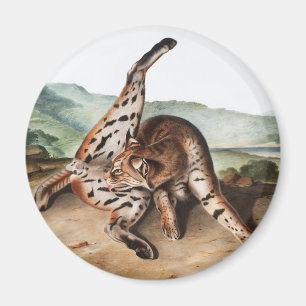 Íman Ilustração Texan Lynx (Lynx rufus var maculatus)