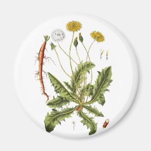 Íman Ilustração Vintage Dandelion