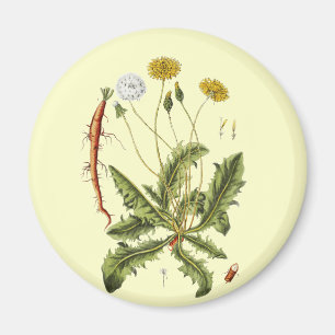 Íman Ilustração Vintage Dandelion
