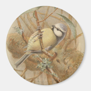 Íman Ilustração Vintage de Bluetit