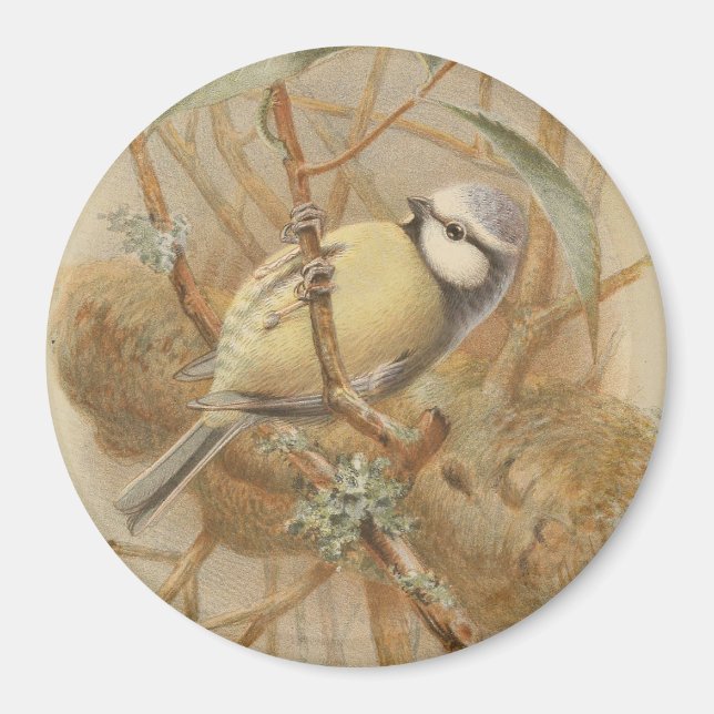 Íman Ilustração Vintage de Bluetit (Frente)