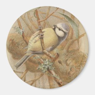 Íman Ilustração Vintage de Bluetit