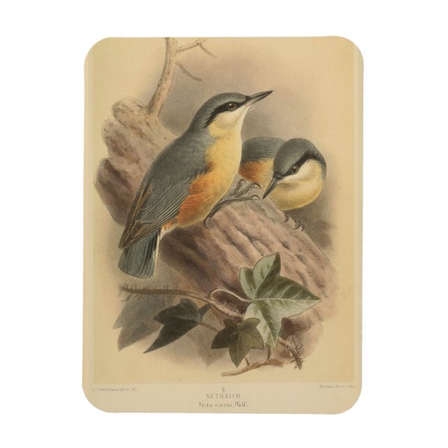 Íman Ilustração Vintage de Nuthatch (Vertical)