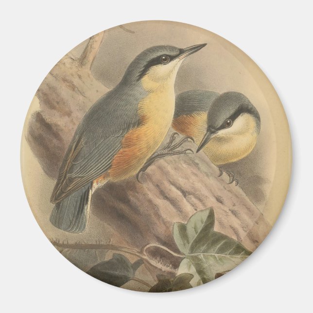 Íman Ilustração Vintage de Nuthatch (Frente)