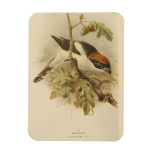 Íman Ilustração Vintage de Woodchat Shrike