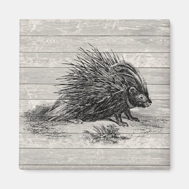 Íman Ilustração Vintage Porcupine (Frente)