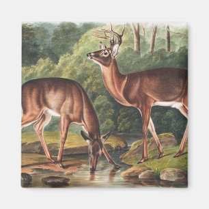 Íman Ilustração Virginiana Deer (Cervus Virginianus)