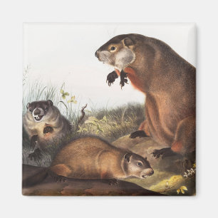Íman Ilustração Woodchuck (Arctomys monax)