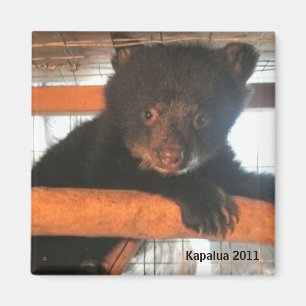 Íman Ímã 2011 de Kapalua