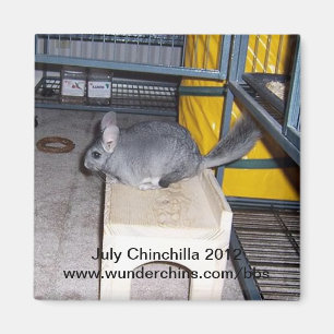 Íman Ímã 2012 da chinchila de julho