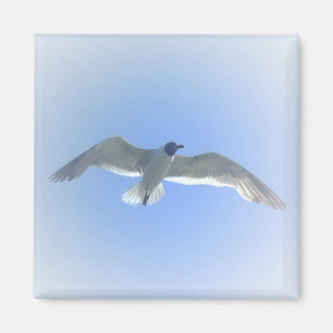 Íman Ímã 2 da gaivota em vôo