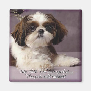 Íman Ímã 2 de Shih-Tzu