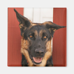 Íman Ímã 2 do german shepherd