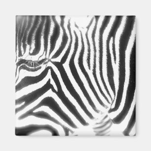 Íman Ímã abstrato da zebra