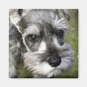 Íman Ímã adorável do filhote de cachorro do Schnauze