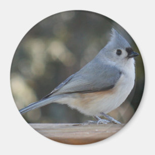 Íman Ímã adornado da foto do titmouse