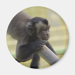 Íman Ímã adornado do macaco do Capuchin