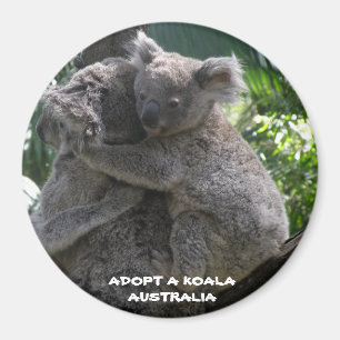 Íman Ímã Adote um Coala Austrália ZIZZAGO