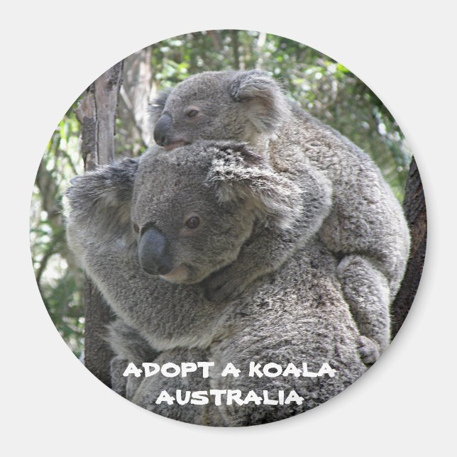 Íman Ímã Adote um Coala Austrália ZIZZAGO (Frente)