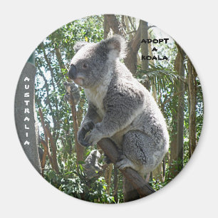 Íman Ímã Adote um Coala Austrália ZIZZAGO