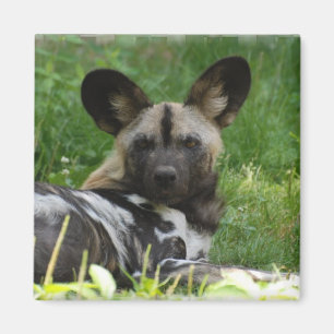Íman Ímã africano da foto do cão selvagem