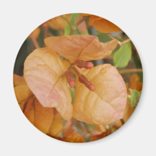 Íman Ímã alaranjado do Bougainvillea
