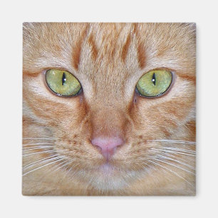 Íman Ímã alaranjado do gato
