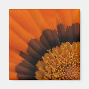 Íman Ímã alaranjado do Gazania
