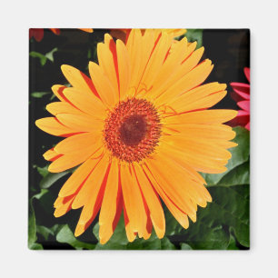 Íman ímã alaranjado do gerbera