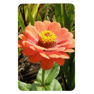 Íman Ímã alaranjado do prêmio da flor do Zinnia