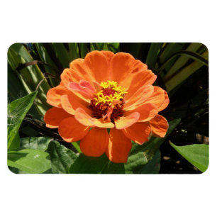 Íman Ímã alaranjado do prêmio do Zinnia