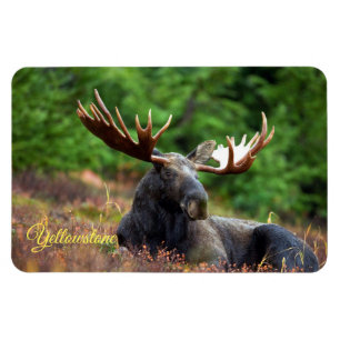 Íman Ímã-Alces de Yellowstone