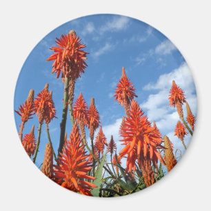 Íman ímã Aloe Arborescens