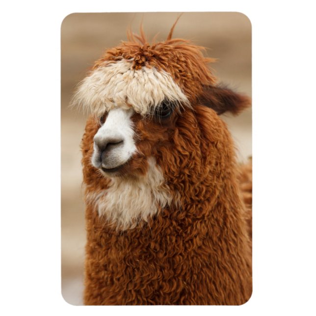 Íman ímã Alpaca (Vertical)