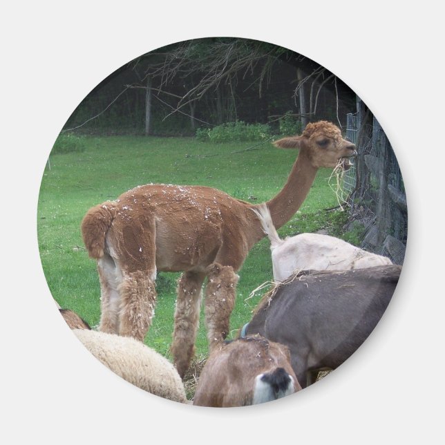 Íman ímã alpaca (Frente)