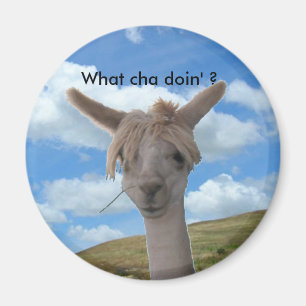 Íman Ímã - alpaca curiosa