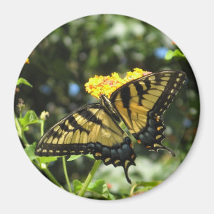 Íman Ímã amarelo da borboleta do AA Swallowtail