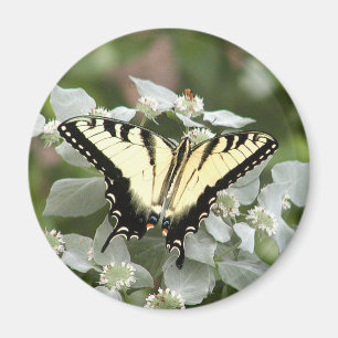 Íman Ímã amarelo da borboleta do swallowtail