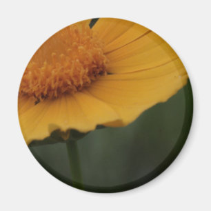 Íman ímã amarelo da flor