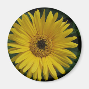 Íman Ímã amarelo da margarida