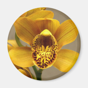 Íman Ímã amarelo da orquídea