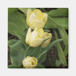 Íman Ímã amarelo das tulipas