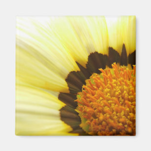 Íman Ímã amarelo do Gazania