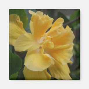 Íman Ímã amarelo do hibiscus