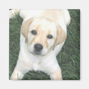 Íman Ímã amarelo do refrigerador de labrador retrieve