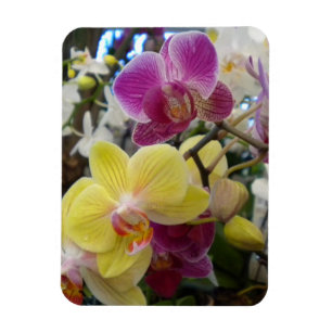 Íman Ímã amarelo e cor-de-rosa da foto das orquídeas