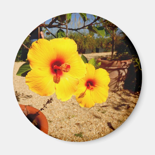 Íman Ímã Amarelo Hibiscus (Frente)