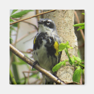 Íman Ímã Amarelo-rumped da toutinegra