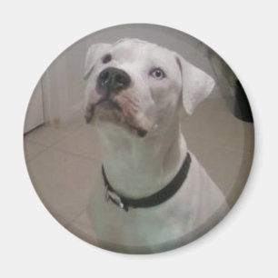 Íman Ímã americano do buldogue