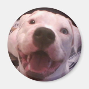 Íman Ímã americano do buldogue